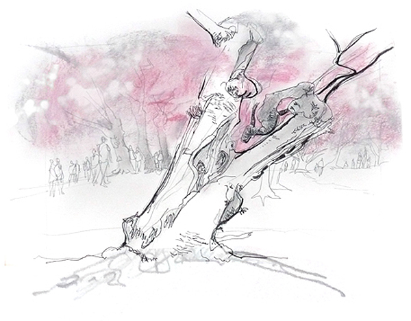 cherry tree drawing in blossom. national cherry blossom